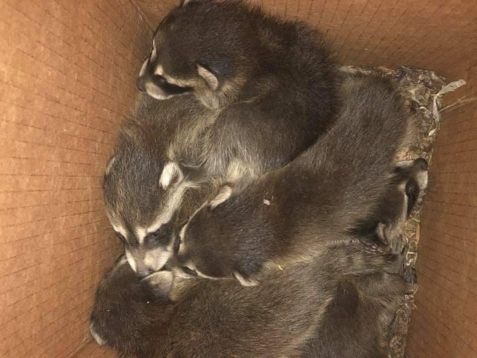 A litter of young raccoons found during a removal