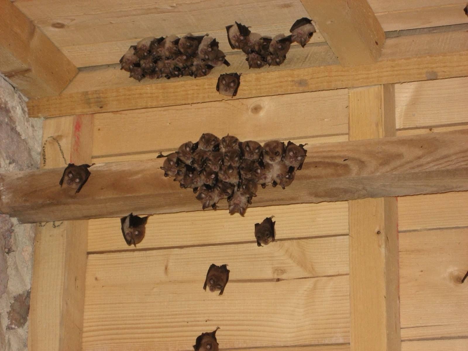 A colony of bats roosting on wooden rafters