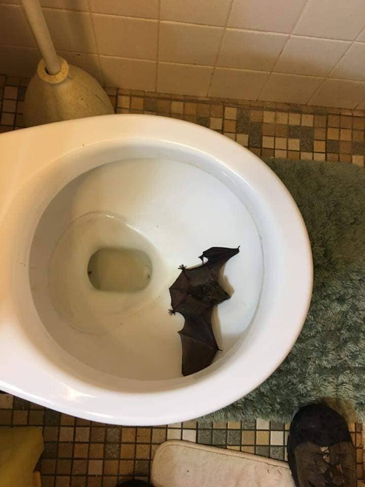 A bat that flew into a home, found in a bathroom
