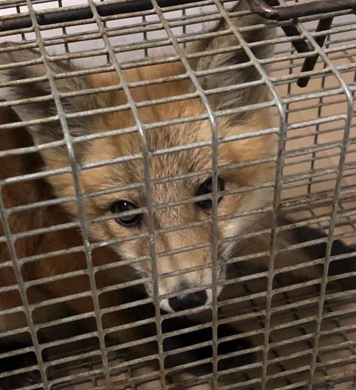 A red fox safely contained in a humane live trap