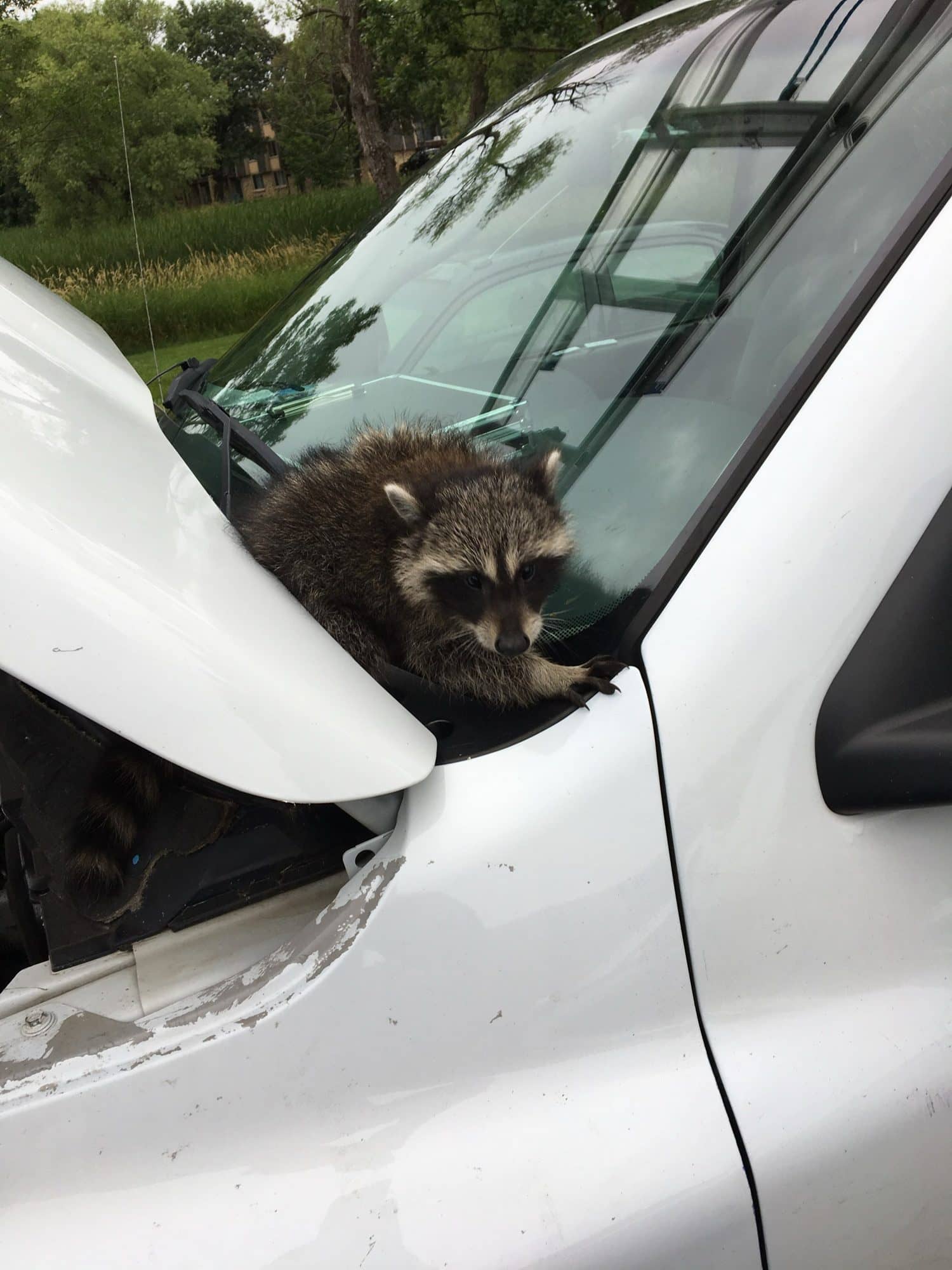 A raccoon wedged under the hood of a white vehicle