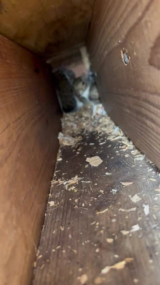 A squirrel looking out from inside a wall cavity