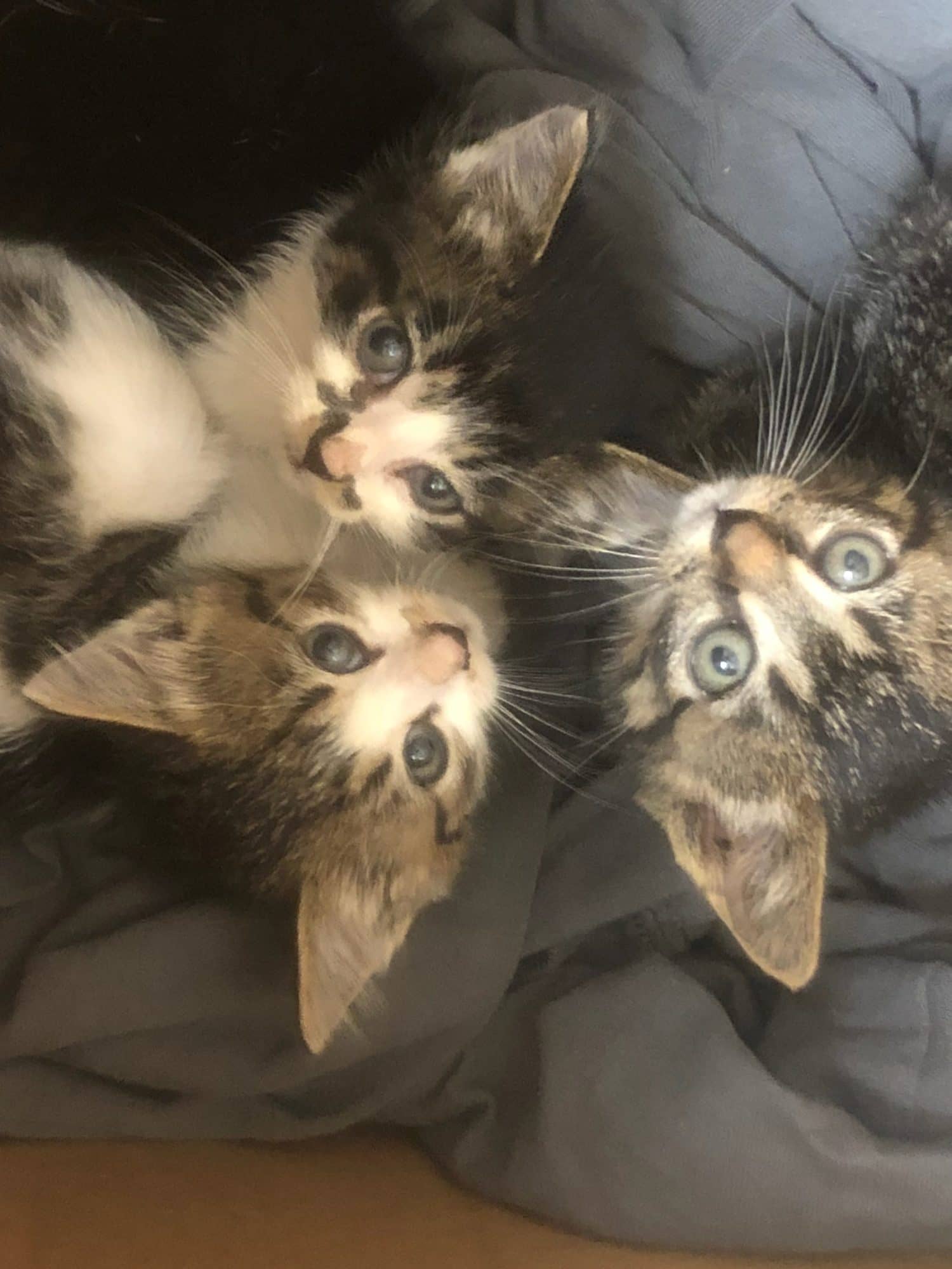 Three stray kittens recovered from a property