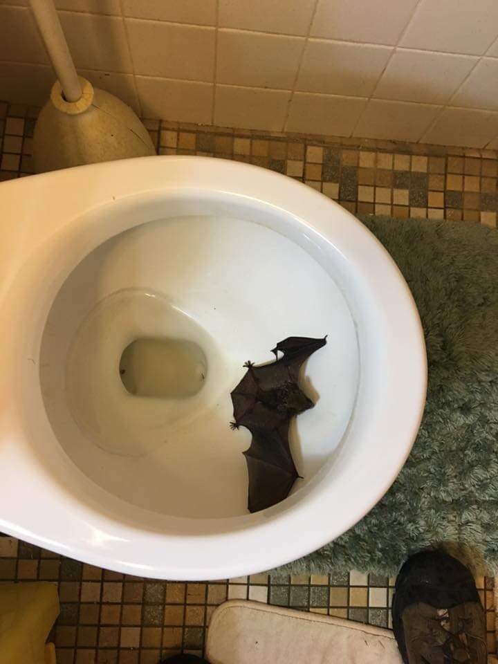 A bat that flew into a home, found in a bathroom