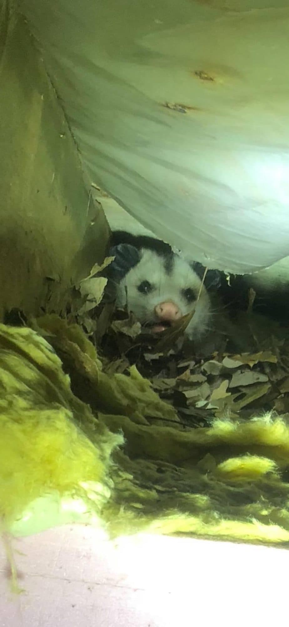 An opossum hiding behind insulation in a crawlspace