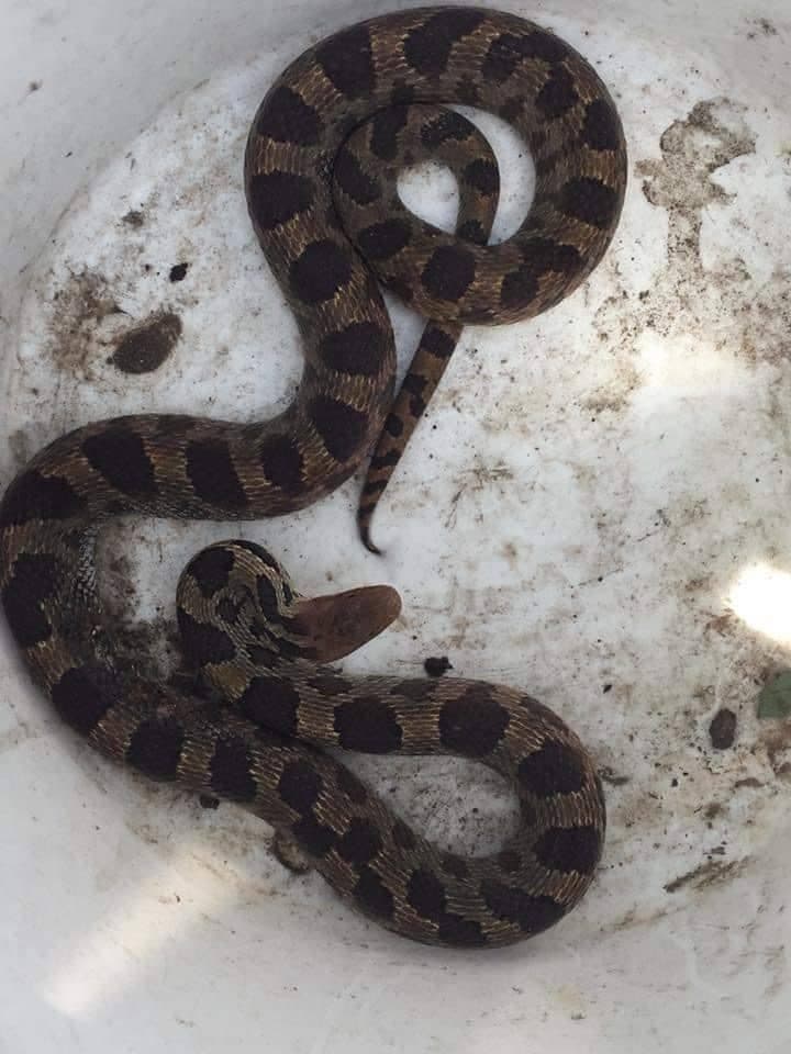 A snake captured in a bucket during a removal